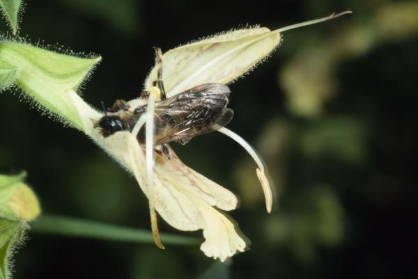 Wildbienen der Schweiz  - Megachile ligniseca