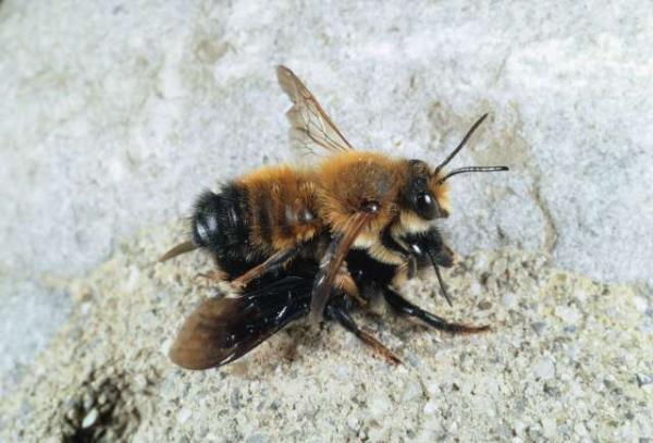 Wildbienen der Schweiz  - Megachile parietina