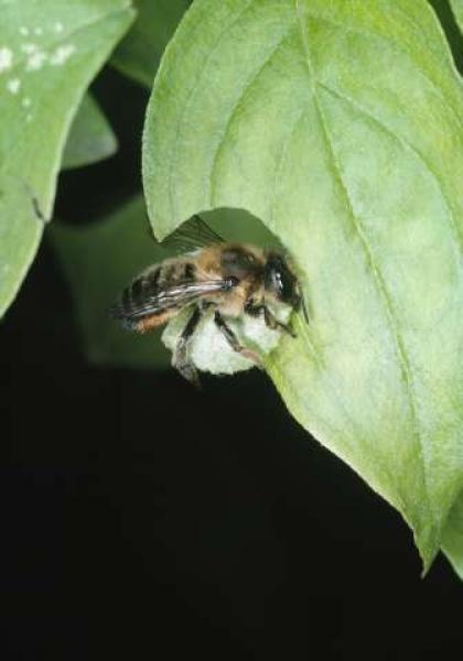 Wildbienen der Schweiz  - Megachile willughbiella