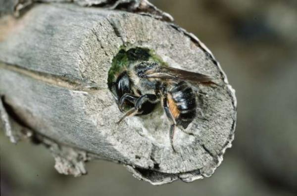 Wildbienen der Schweiz  - Megachile versicolor