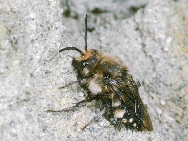 Wildbienen der Schweiz Gewöhnliche Trauerbiene - Melecta albifrons