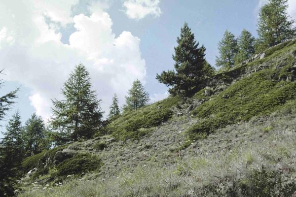 Wildbienen der Schweiz  - Rhodanthidium caturigense