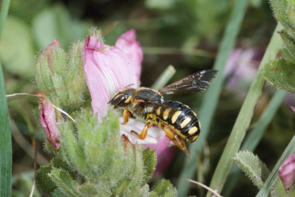 Wildbienen der Schweiz  - Rhodanthidium septemdentatum