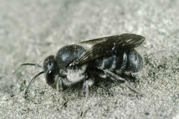 Wildbienen der Schweiz  - Stelis franconica