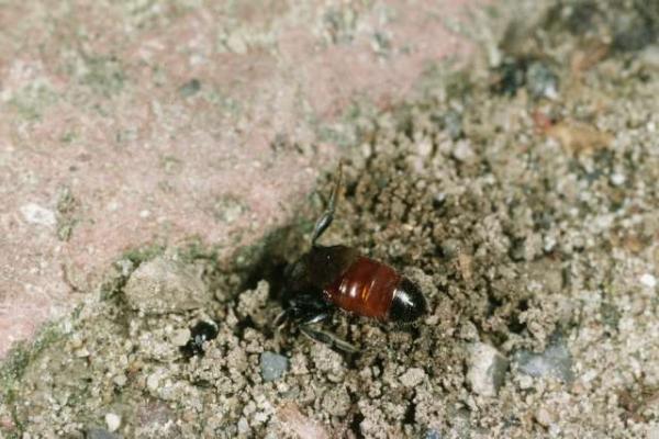 Wildbienen der Schweiz Buckel-Blutbiene - Sphecodes gibbus