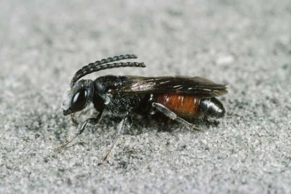 Les abeilles sauvages de Suisse Sphécode gibbeux - Sphecodes gibbus