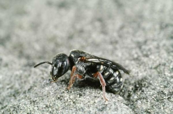 Wildbienen der Schweiz  - Stelis nasuta