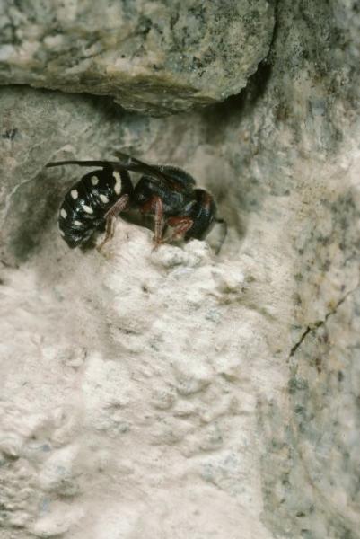 Wildbienen der Schweiz  - Stelis nasuta