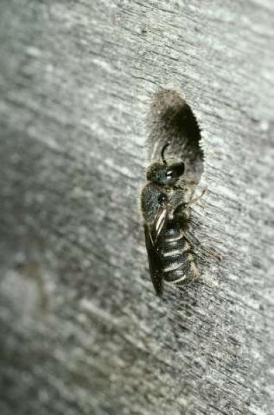 Wildbienen der Schweiz  - Stelis punctulatissima