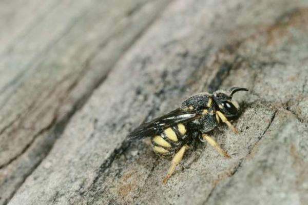 Wildbienen der Schweiz  - Stelis signata