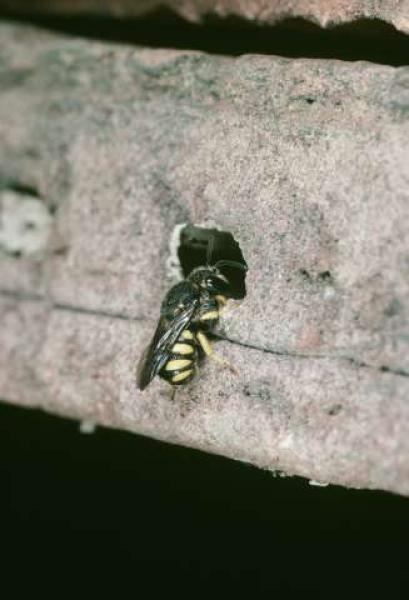 Wildbienen der Schweiz  - Stelis signata