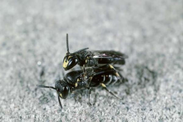 Wildbienen der Schweiz  - Hylaeus difformis
