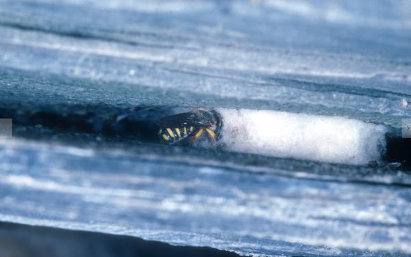 Wildbienen der Schweiz  - Anthidium oblongatum