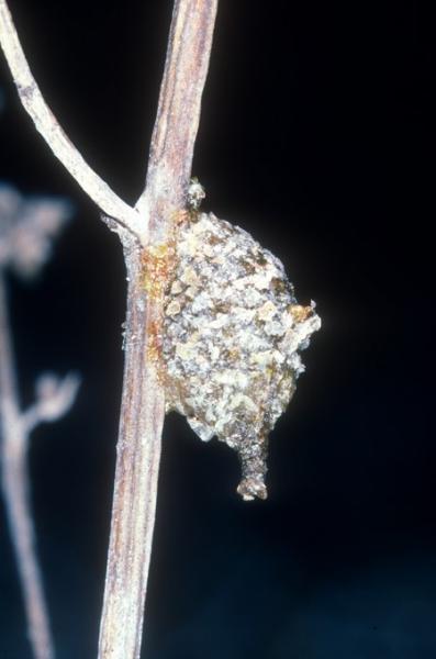 Wildbienen der Schweiz  - Anthidiellum strigatum
