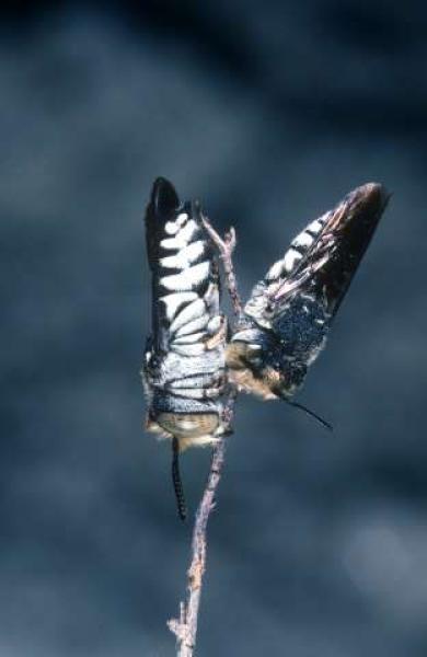 Wildbienen der Schweiz  - Coelioxys afer