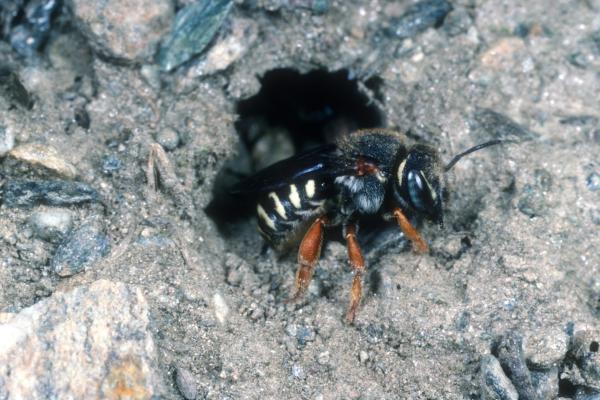 Wildbienen der Schweiz  - Rhodanthidium caturigense