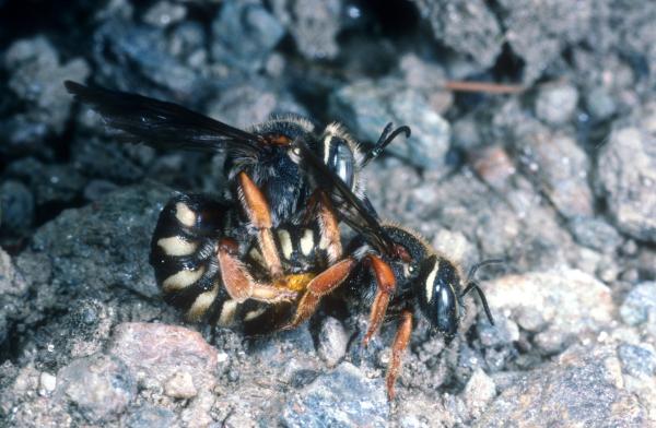 Wildbienen der Schweiz  - Rhodanthidium caturigense