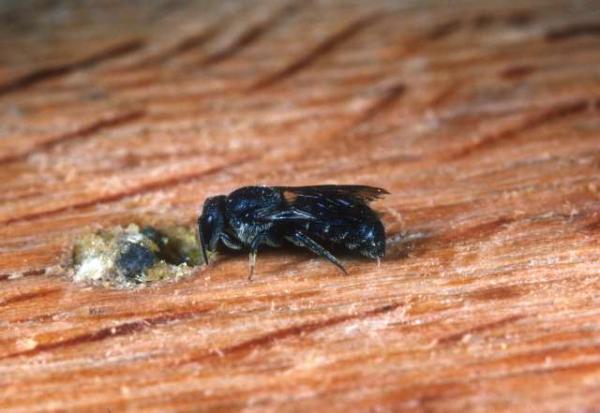 Wildbienen der Schweiz  - Stelis breviuscula