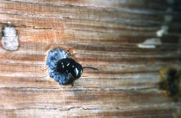 Wildbienen der Schweiz  - Hylaeus punctulatissimus