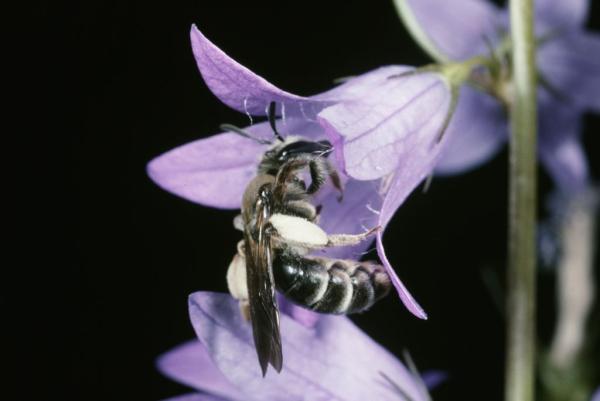 Les abeilles sauvages de Suisse Andrène de Pandelle - Andrena pandellei