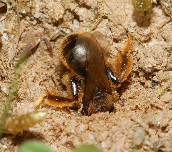 Les abeilles sauvages de Suisse Andrène rhénane - Andrena rhenana