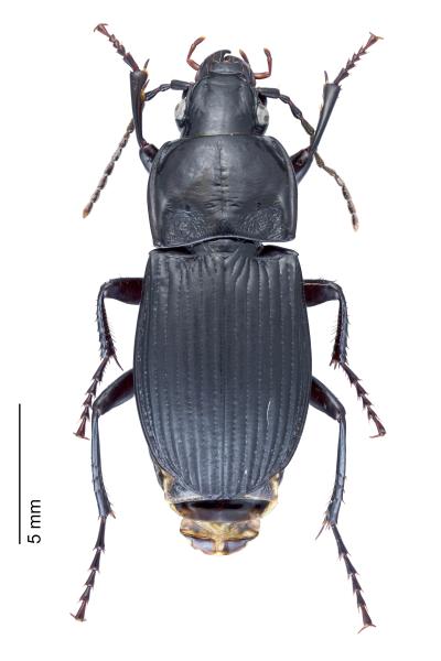 Carabes de Suisse  - Abax carinatus carinatus