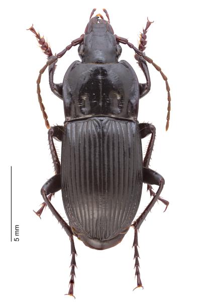 Carabes de Suisse  - Abax exaratus