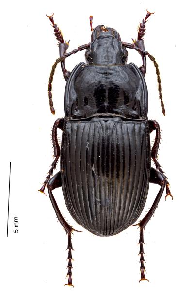 Carabes de Suisse  - Abax ovalis