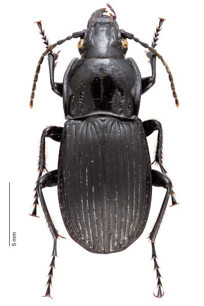 Carabes de Suisse  - Abax parallelepipedus
