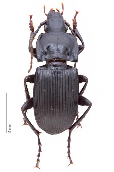 Carabes de Suisse  - Abax pilleri