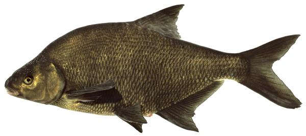 Poissons de Suisse Brème franche - Abramis brama