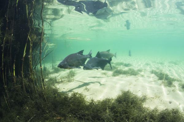 Poissons de Suisse Brème franche - Abramis brama