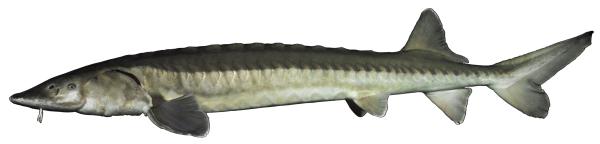 Poissons de Suisse Esturgeon européen (ou atlantique) - Acipenser sturio