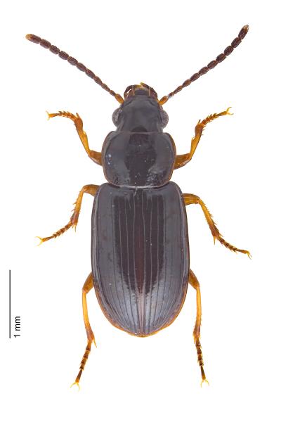 Carabes de Suisse  - Acupalpus brunnipes