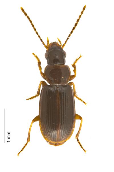 Carabes de Suisse  - Acupalpus exiguus
