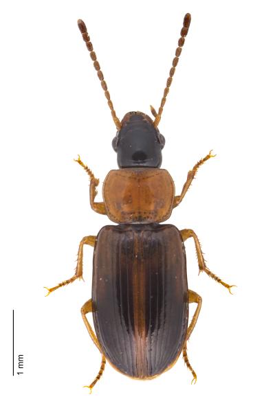 Carabes de Suisse  - Acupalpus flavicollis