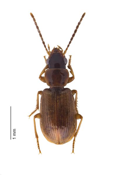 Carabes de Suisse  - Acupalpus luteatus