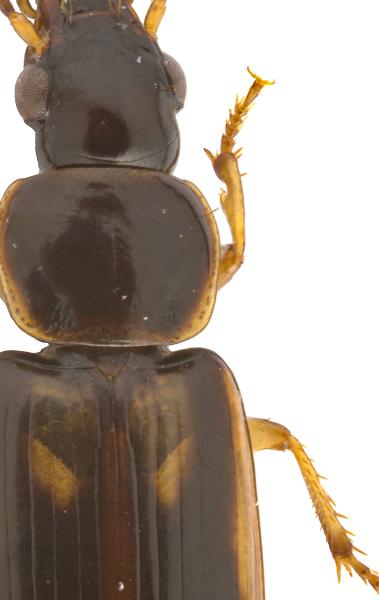 Carabes de Suisse  - Acupalpus maculatus