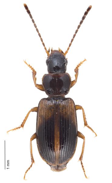 Carabes de Suisse  - Acupalpus meridianus