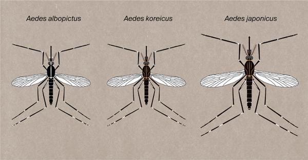 Les espèces néozones de Suisse Moustique tigre - Aedes albopictus