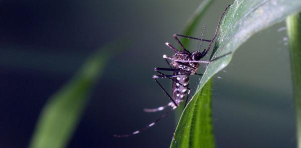 Les espèces néozones de Suisse Moustique japonais - Aedes japonicus