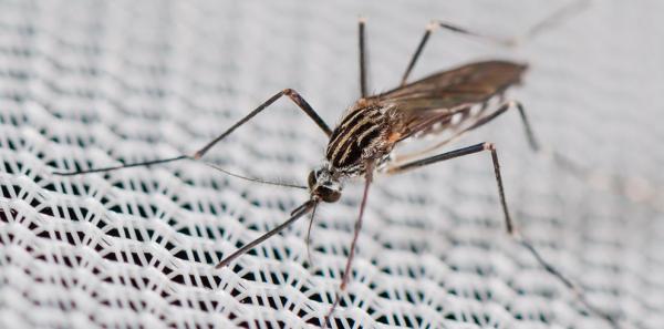 Les espèces néozones de Suisse Moustique coréen - Aedes koreicus