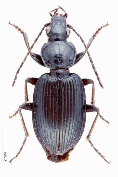 Carabes de Suisse  - Agonum antennarium