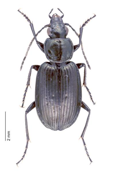 Carabes de Suisse  - Agonum carbonarium alpestre