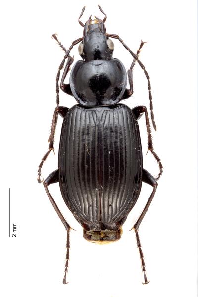 Carabes de Suisse  - Agonum emarginatum