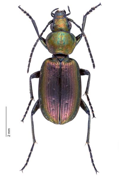 Carabes de Suisse  - Agonum ericeti