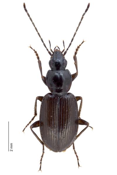 Carabes de Suisse  - Agonum fuliginosum