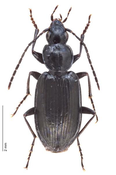 Carabes de Suisse  - Agonum gracile