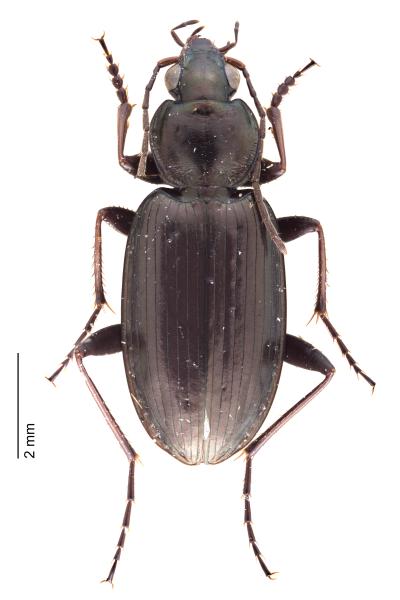 Carabes de Suisse  - Agonum gracilipes