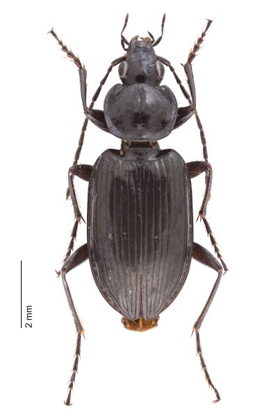 Carabes de Suisse  - Agonum hypocrita